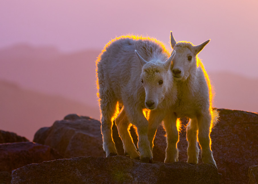Mountain Goats Kids Sunrise  Photography Art | Harry Lerner Photography