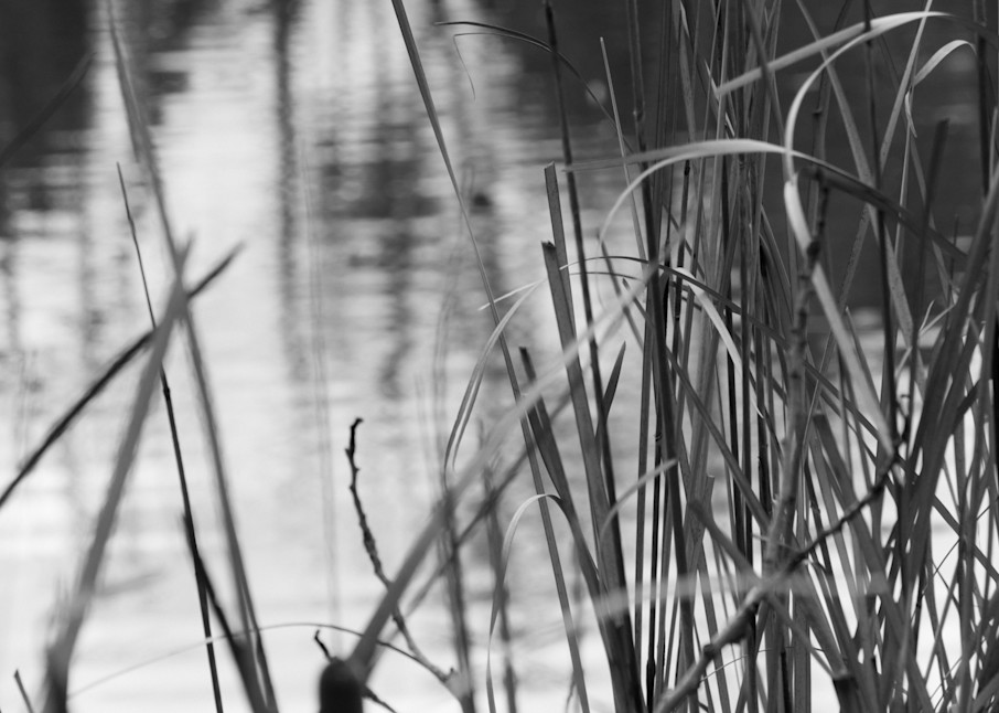 Water Weeds Wonder Photography Art | Ron Olcott Photography