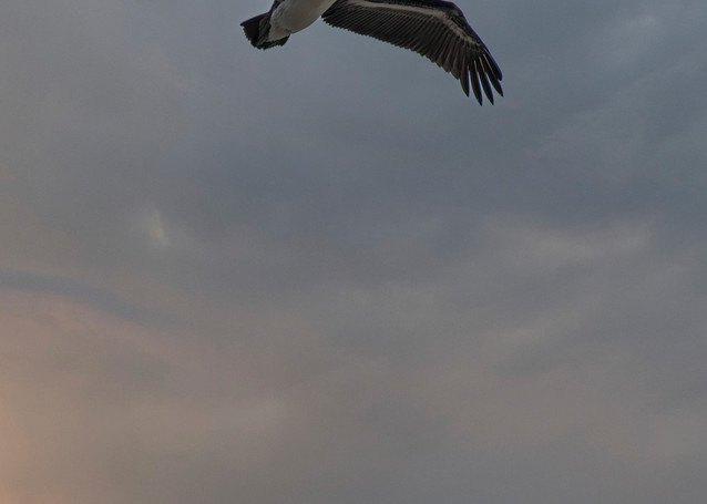 Two Pelicans Photography Art | Kathleen Messmer Photography