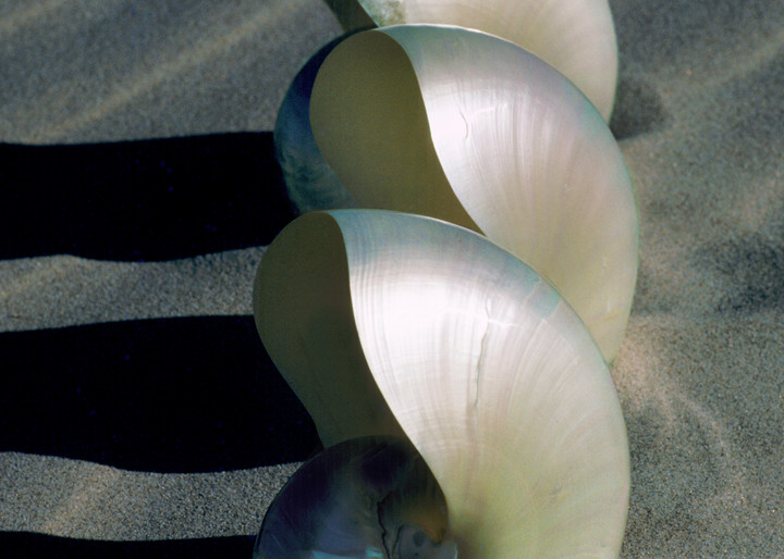 Sea Shell Portraits on the beach