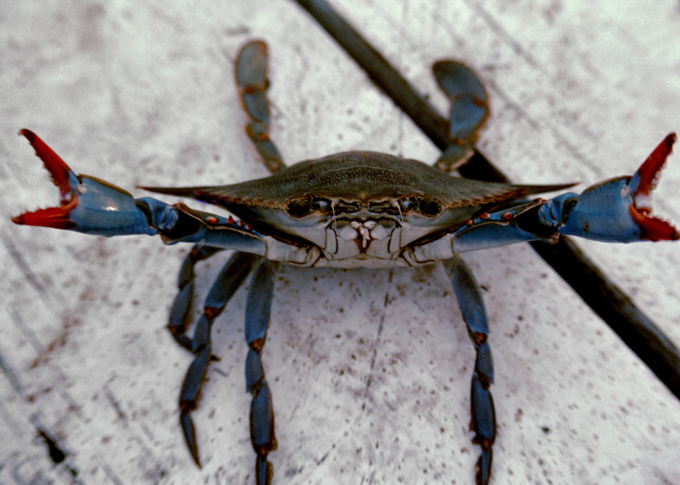 Live Texas Blue Crab on the dock