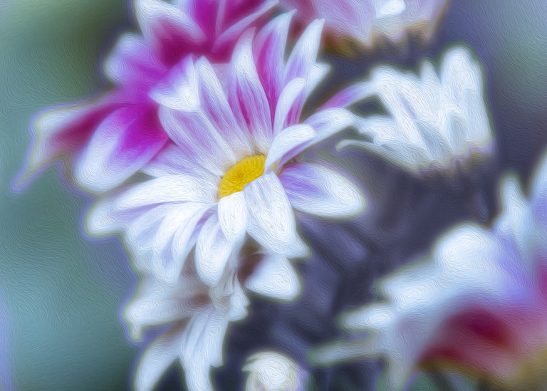 Pink and White Daisy