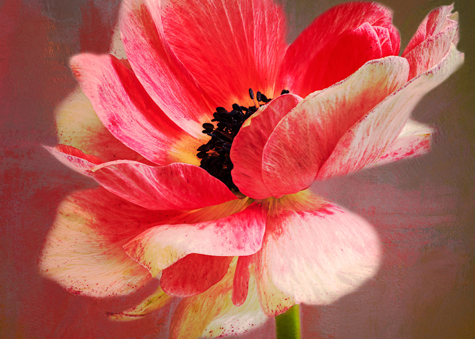 Hot pink anemone flower painterly photographic fine-art print
