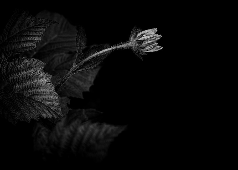 Floral Fine Art Photography - Darkness & Flora No5