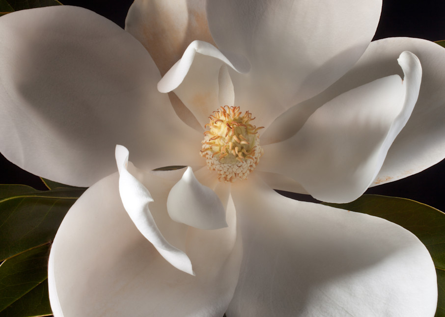 Welcoming Magnolia Photography Art | Rick Gardner Photography