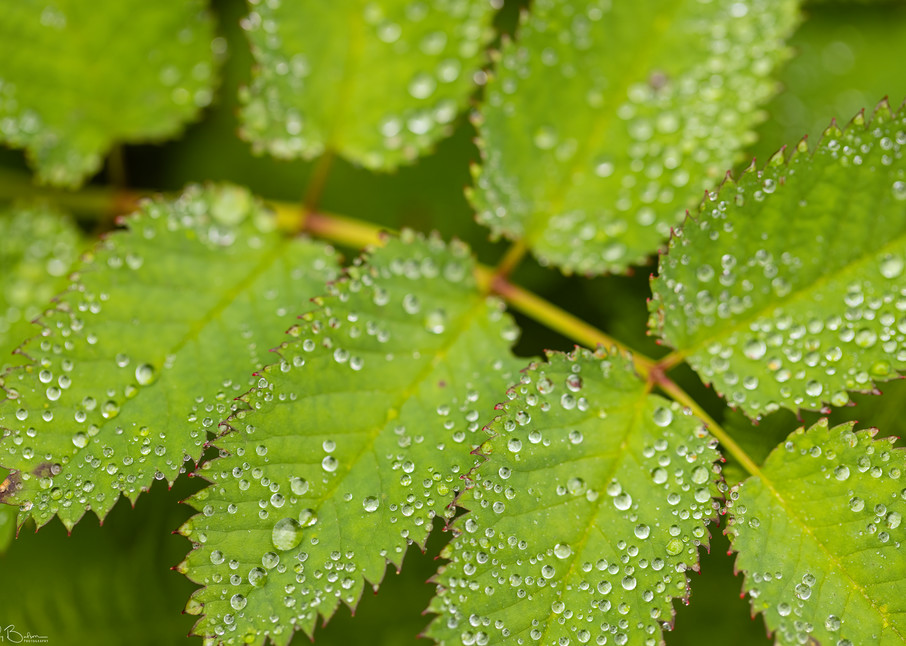 Dew covered leaves
