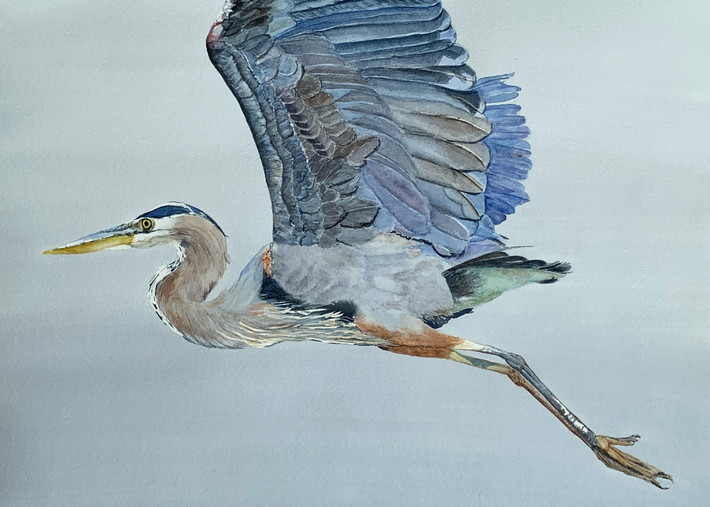 Great Blue Heron Into the Blue