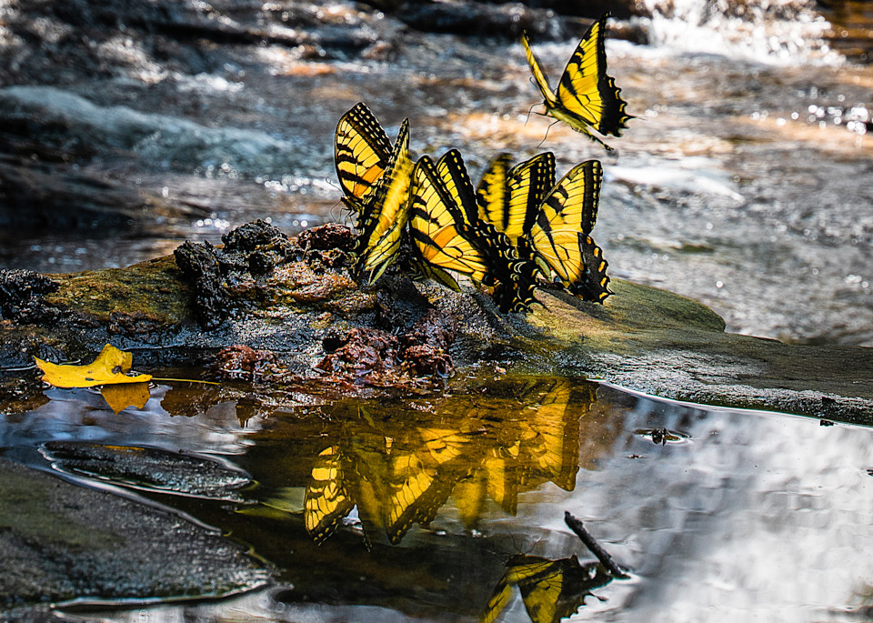 A Flutter of Eastern Tiger Swallowtails Print