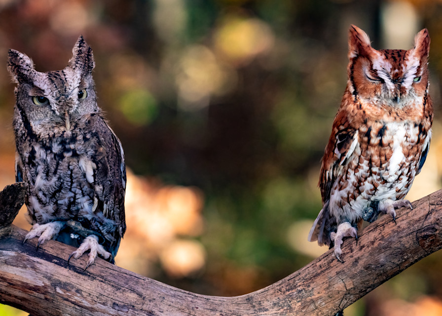 Eastern Screech Owl Pair