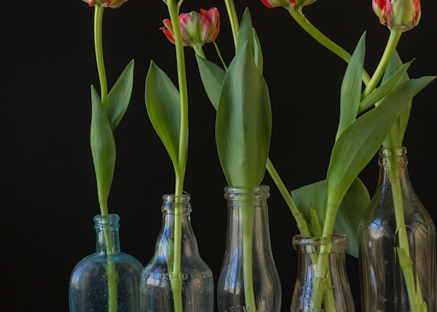 Tulips In Bottles Art | TC Gallery