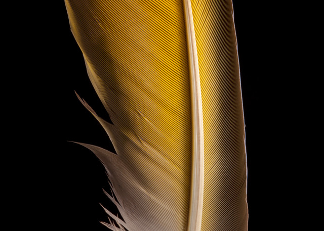 Yellow Feather Photography Art | Rick Gardner Photography