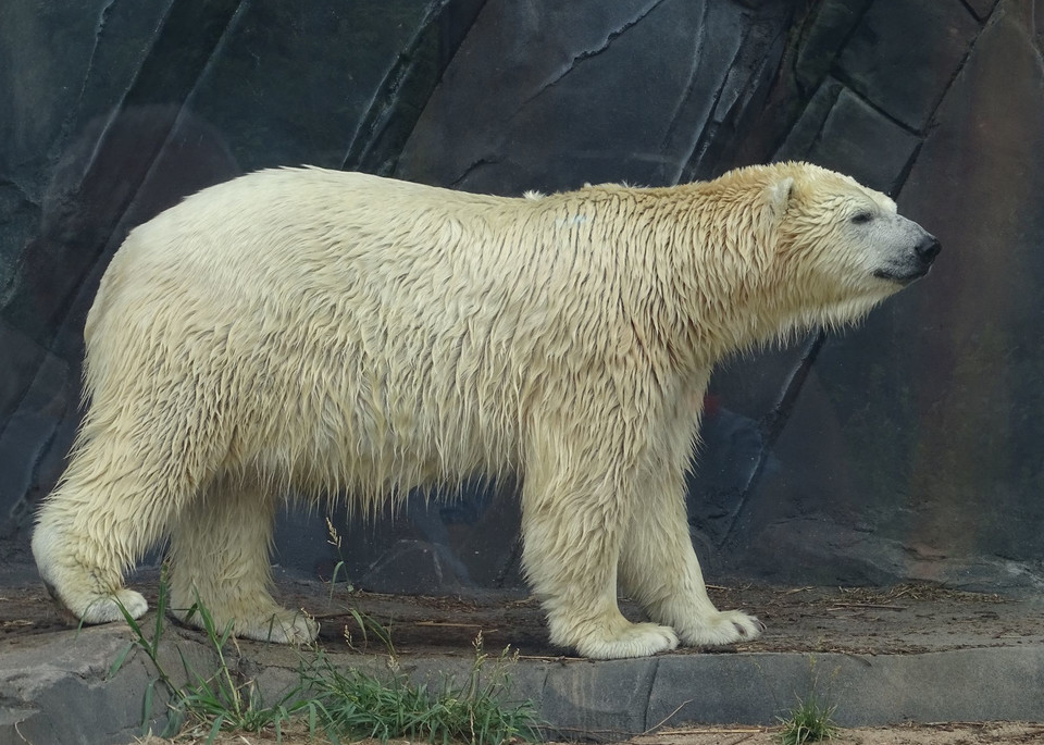 Wet Polar Bear Art | A Touch of Color Photography
