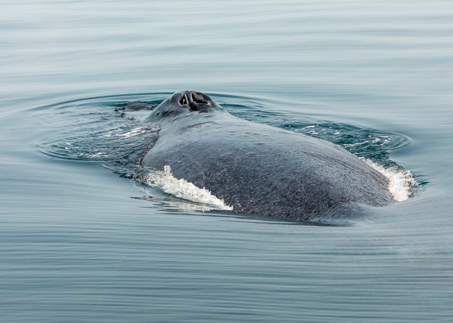 Humpback Whale No 7 | Terrill Bodner Photographic Art