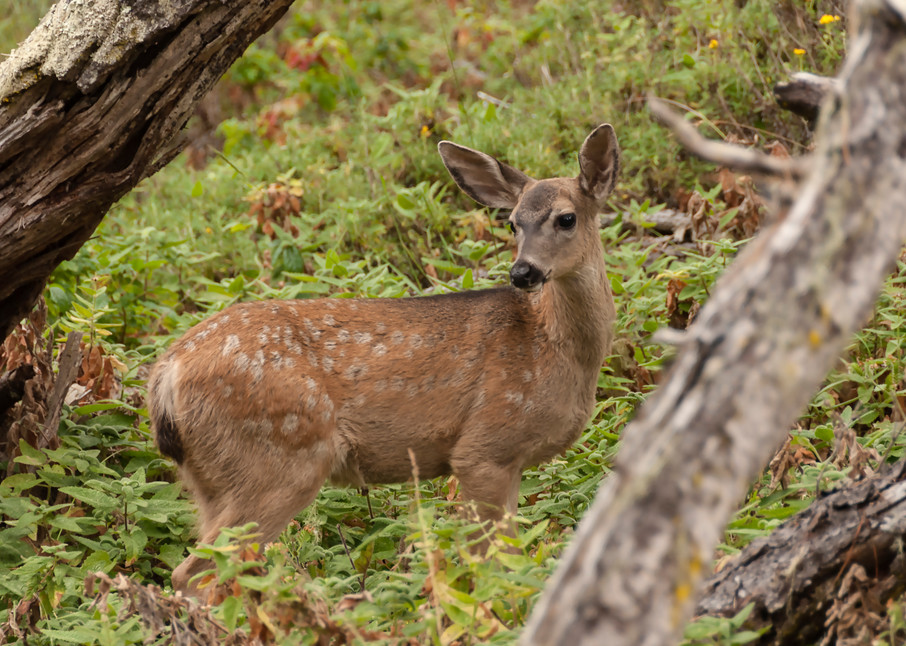 Black Tailed Deer Art | Inviting Light Photography®