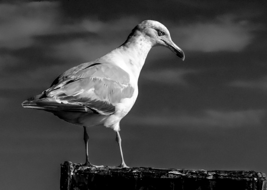 Seagull Photography Art | Nick Levitin Photography