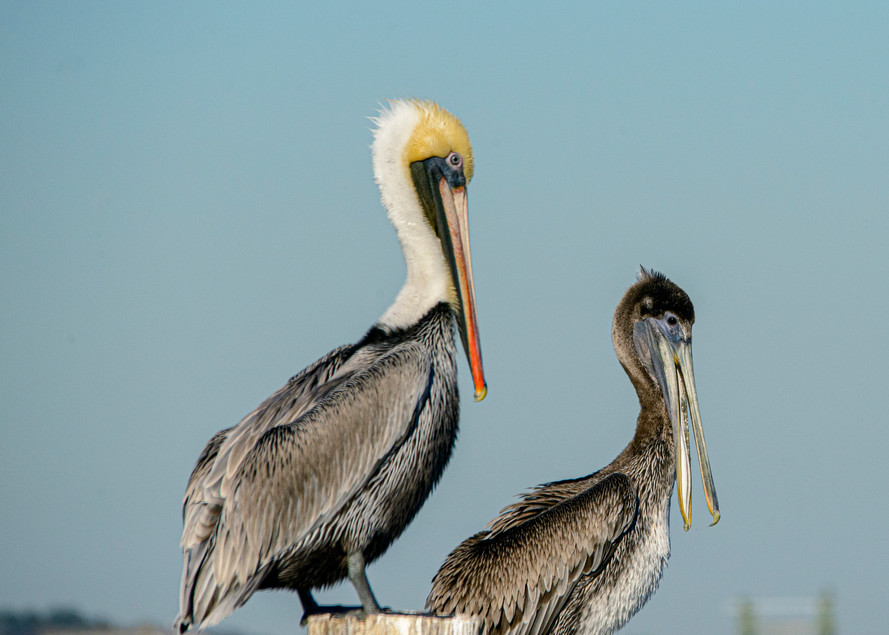Male and female brown pelicans on pier post