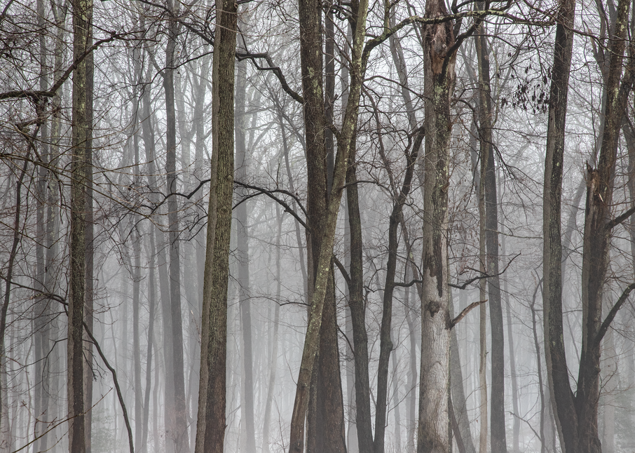 A Foggy Parting Photography Art | Alina Marin-Bliach Photography/alinabstudios LLC