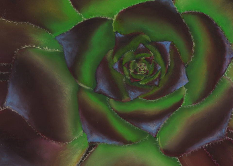 Succulent paintings, Aconium Zwartkop by Nancy Conant