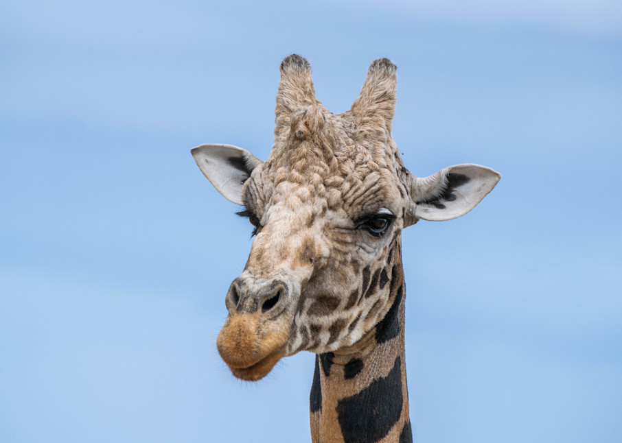 Giraffe Head Photography Art | Devlin Images
