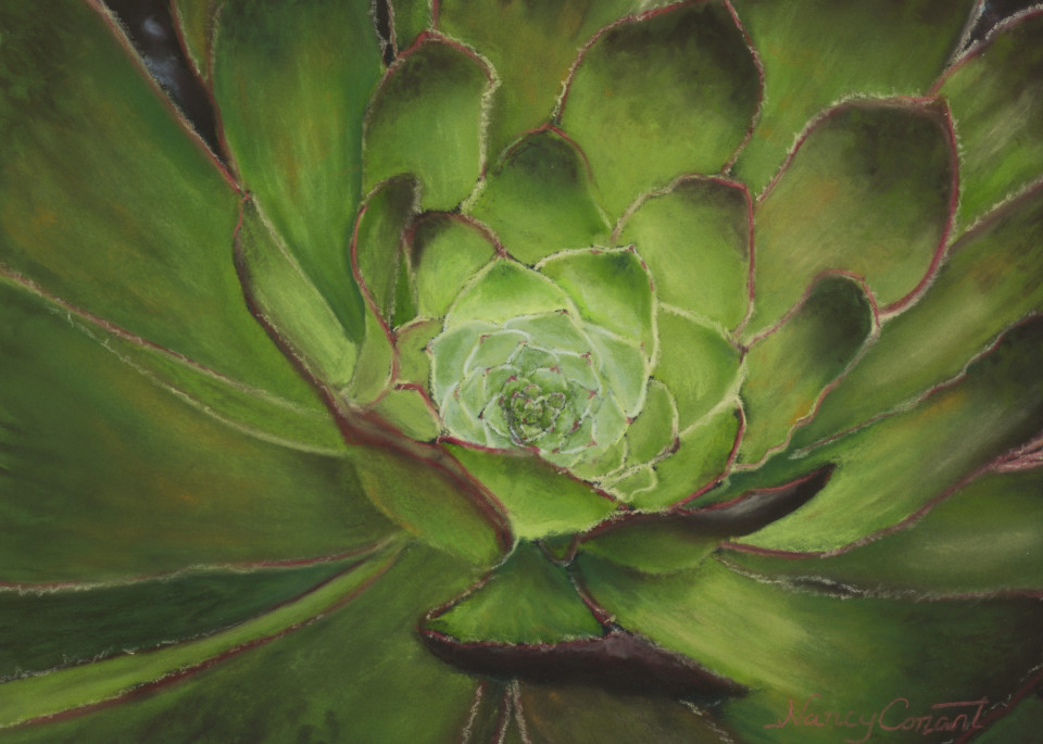 Succulent paintings, Aeonium Arboreum, by Nancy Conant