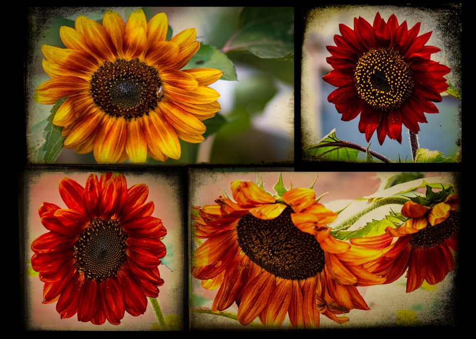 Sunflower Composite Art | Gary Gallery & Gifts, LLC