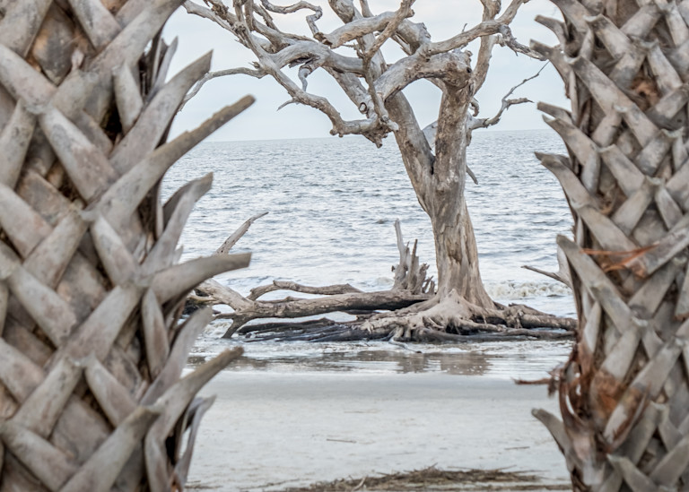 Driftwood Series I Photography Art | Morgane Mathews Fine Art Photography