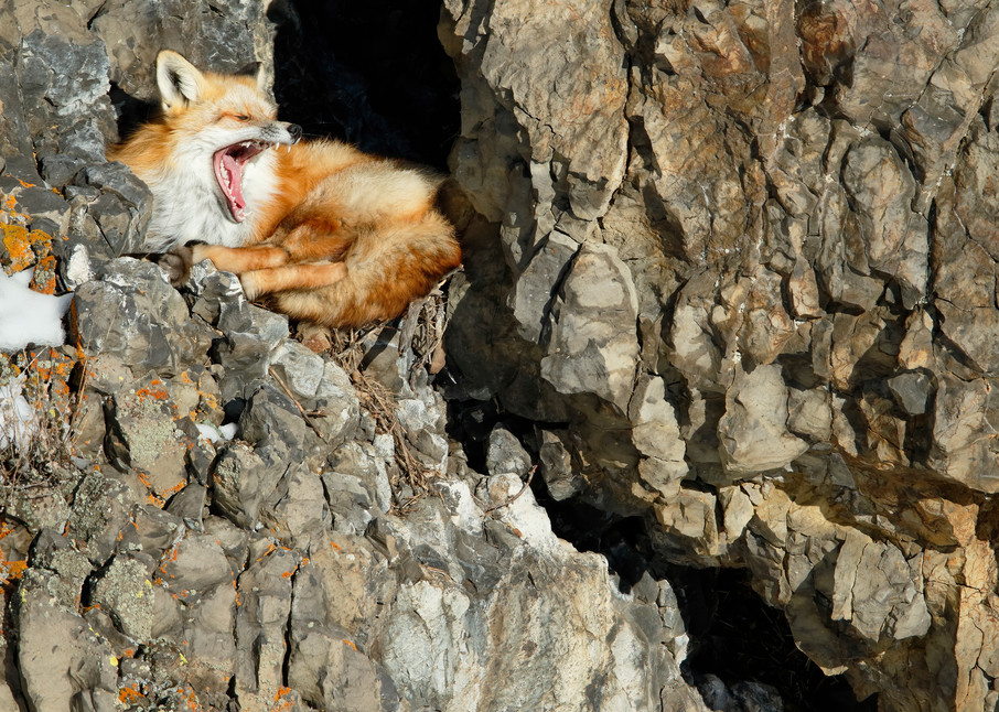 Red Fox Yawning E7 T5409 Lamar Valley Yellowstone National Park Wy Usa Photography Art | Clemens Vanderwerf Photography