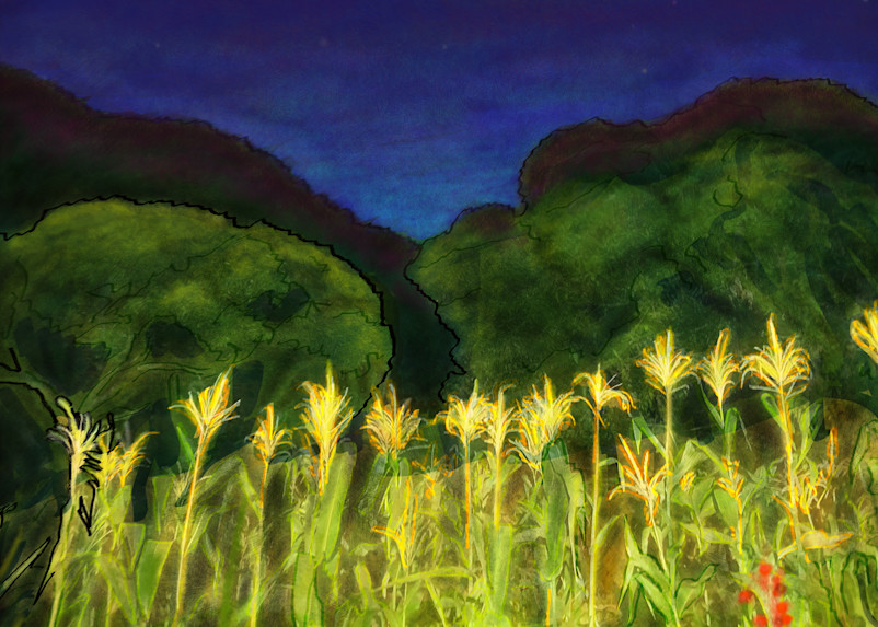 Gift Shop: Malawian Maize