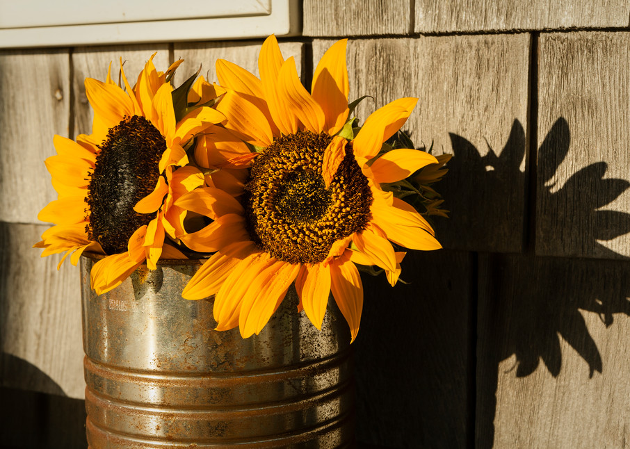 Sunflowers in a rusted tin can vase, Sakonnet, Little Compton, Rhode Island.