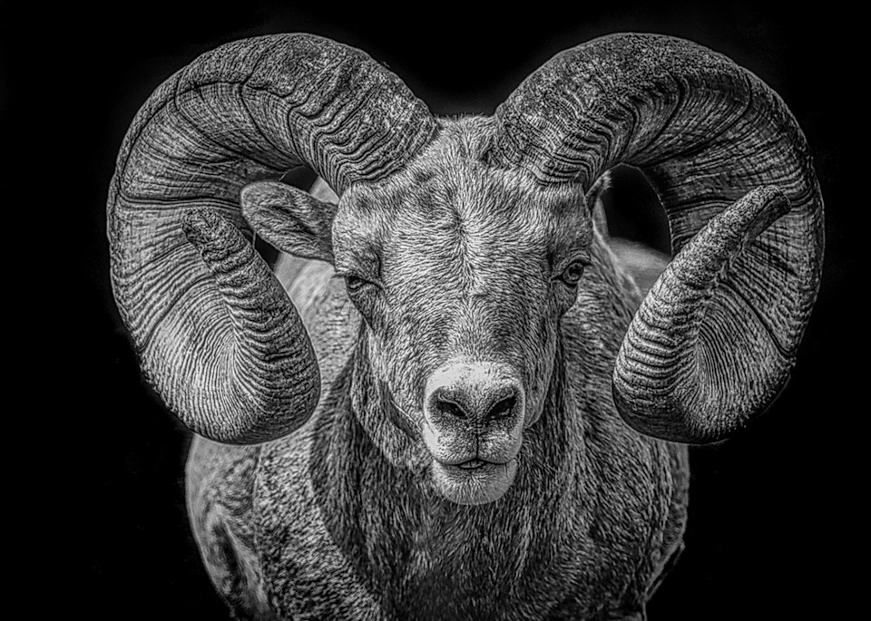 Black And White Study Of Bighorn Ram Photography Art | Jim Collyer Photography