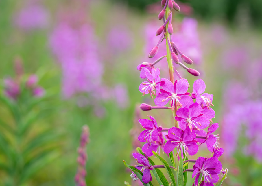 Pink Fireweed