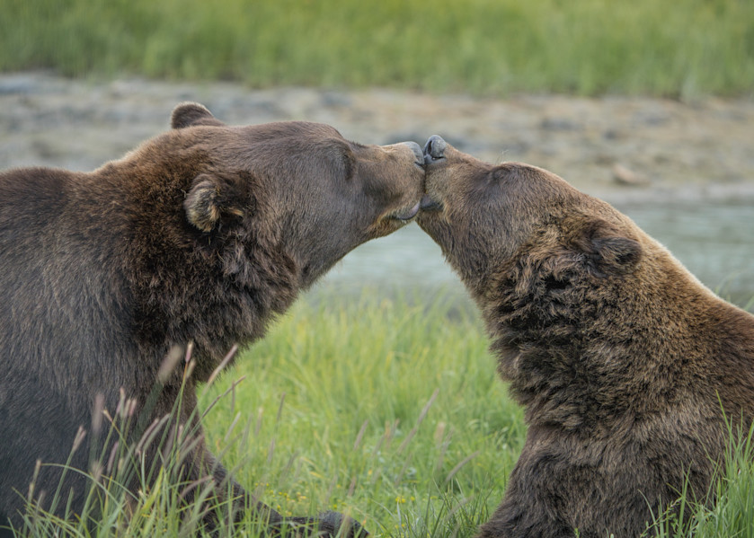 Kissing Bears Photography Art | Jim Collyer Photography
