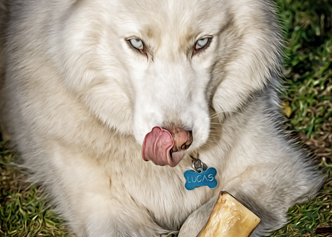 Siberian Husky #2 Photography Art | Julian Starks Photography LLC.