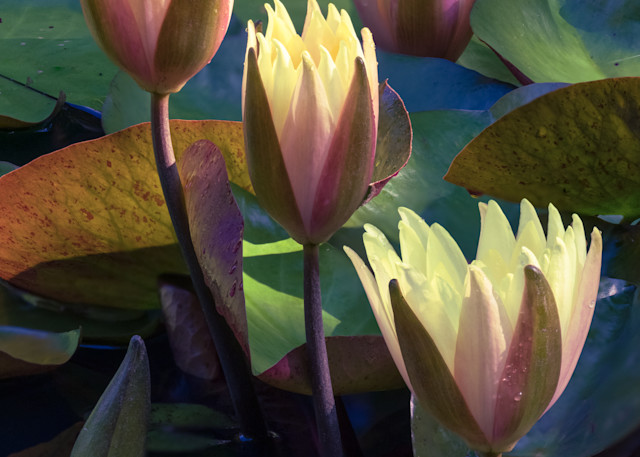 Colors Of Waterlilies Photography Art | Thomas Yackley Fine Art Photography