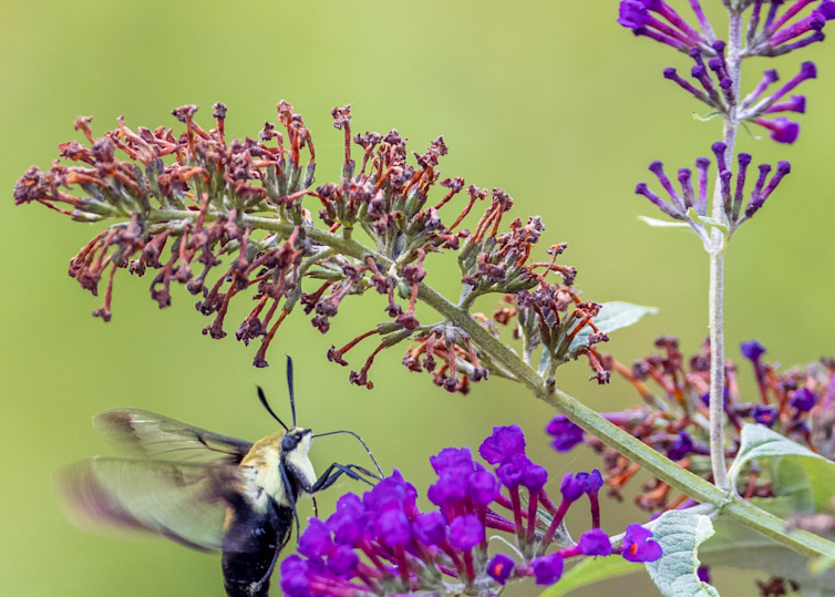 Hummingbird Moth On Butterfly Bush Photography Art | Thomas Yackley Fine Art Photography
