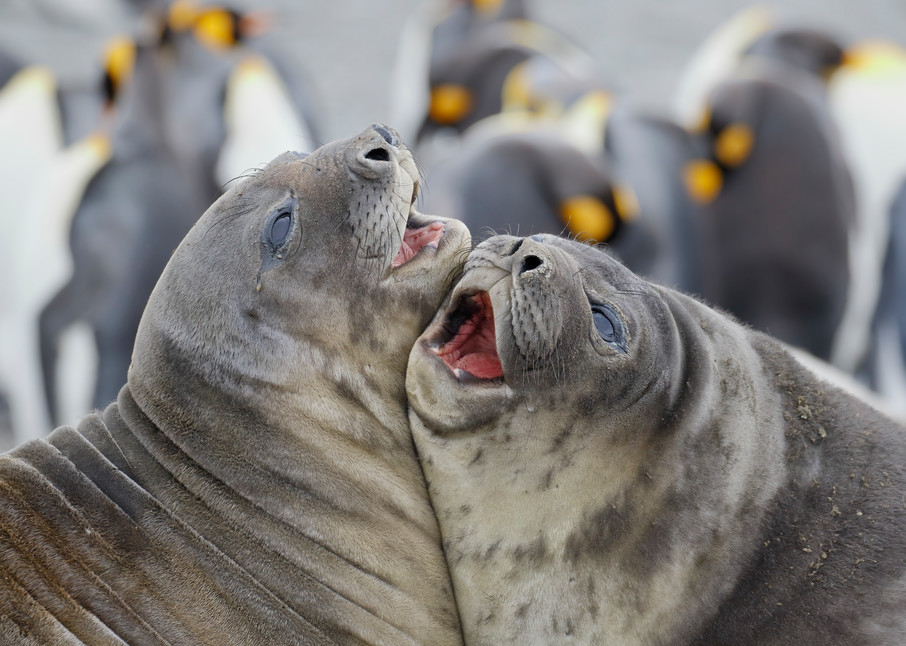 Southern Elephant Seals Playing 44 A7932 St Andrews Bay Entrance South Georgia Islands Southern Ocean Photography Art | Clemens Vanderwerf Photography