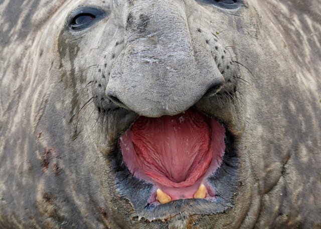 Southern Elephant Seal Vertical 44 A3867 Undine Harbour South Georgia Islands Southern Ocean A Photography Art | Clemens Vanderwerf Photography