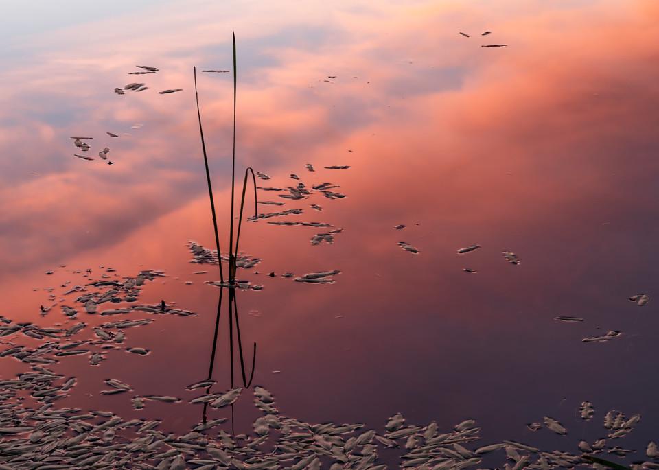 Pond Sunset #3
