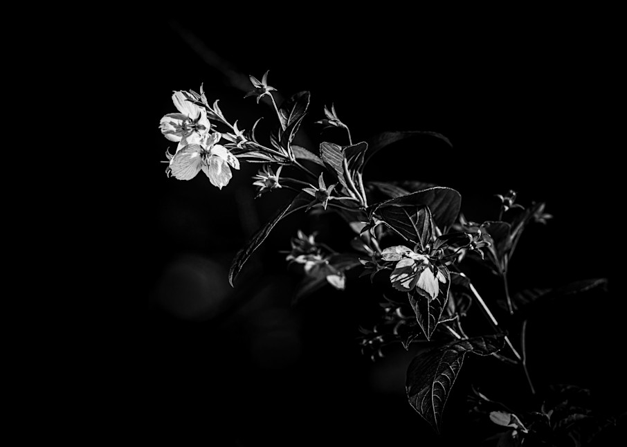 Flora & Darkness No14 Art | TG Photo