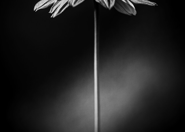 Flora & Darkness No15 Art | TG Photo