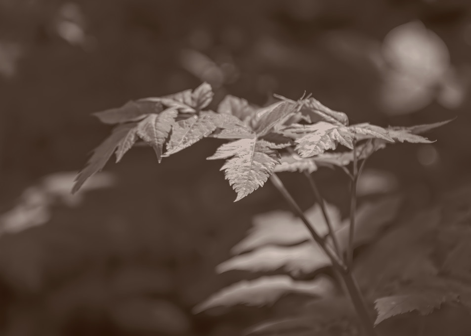 Mountian Plant And Sunlight Ml Sepia Photography Art | Photoeye Inc