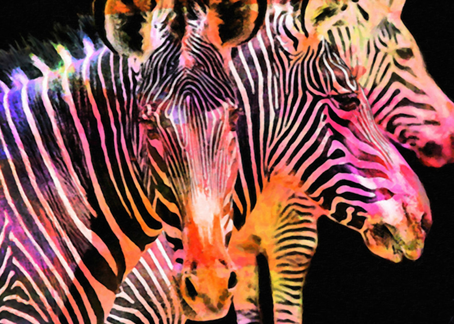 Rainbow Zebras Photography Art | Art Beyond Control
