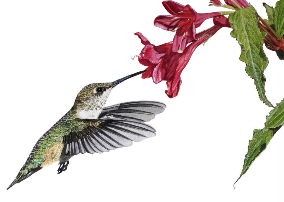 Female Hummingbird "Weigela Stop" watercolor

