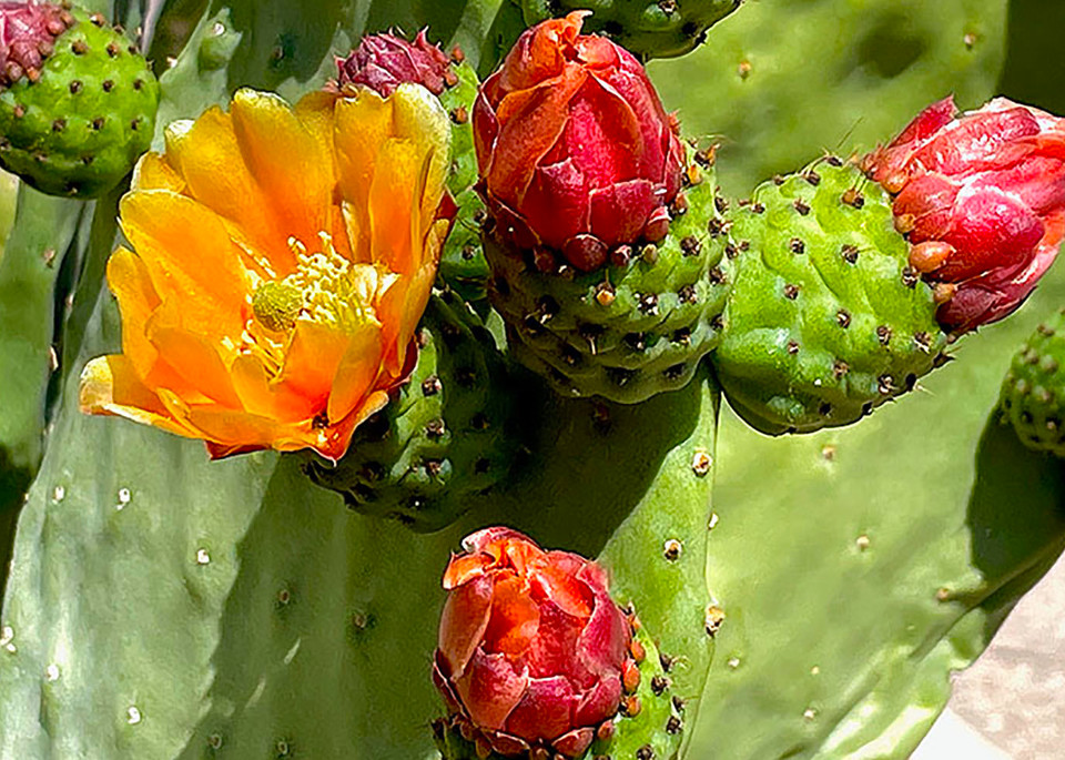 Cactus Blooms Iii Art | Artist Melinda Esparza