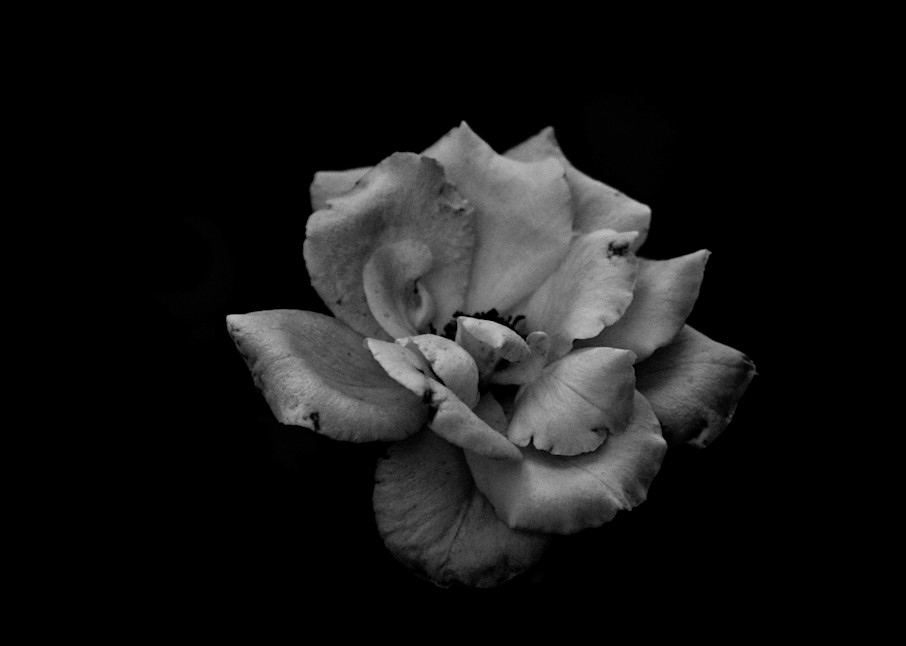 Black And White Rose Photography Art | Devlin Images