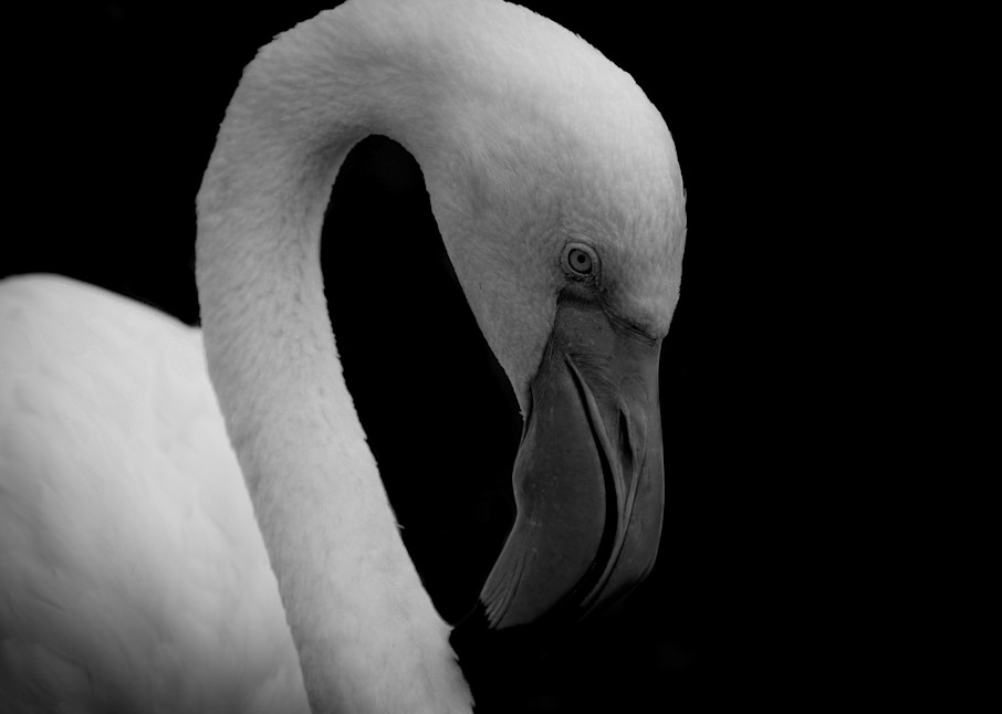 Flamingo 2 Photography Art | Devlin Images