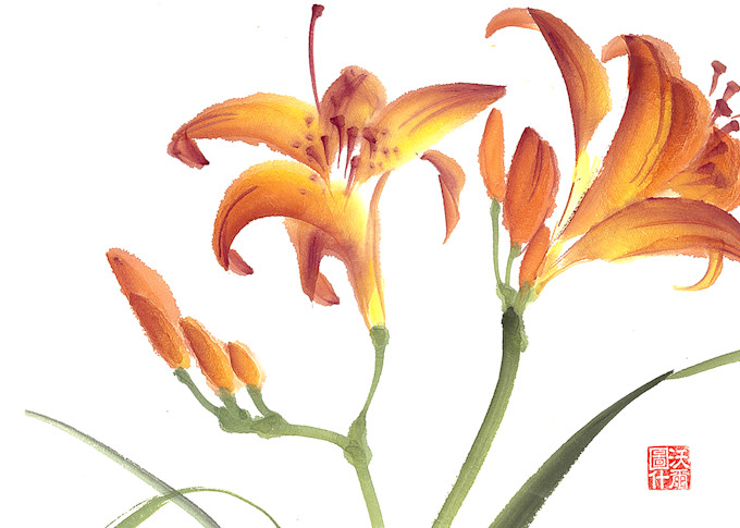 Day Lily Updated for Mugs