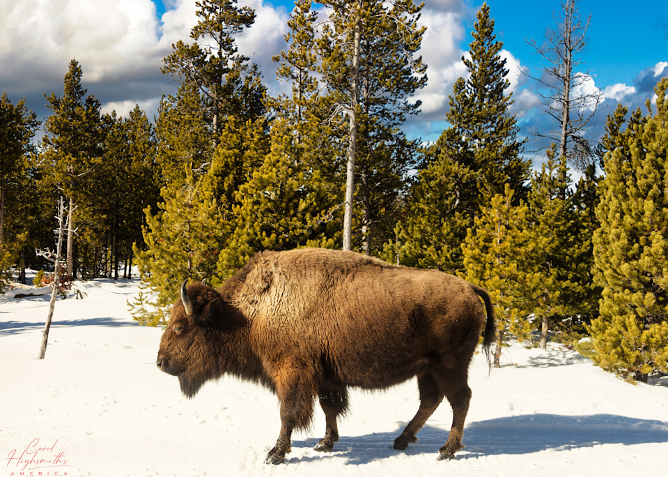 As the World Wildlife Fund points out, American bison, or buffaloes, do not move south as the weather grows bitter cold and inhospitable in Yellowstone National Park in the northwest corner of Wyoming. When blizzards blanket the plains with deep sno