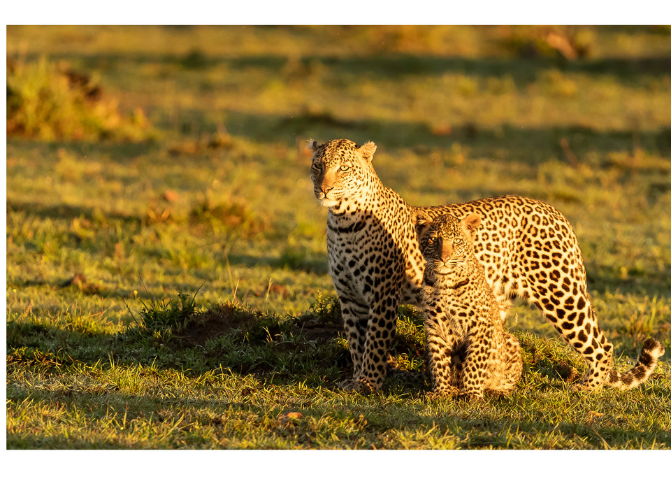 Leopard and Cub Print