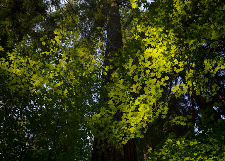 Sunlight through the Forest Canopy, Washington, 2021